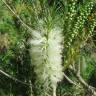 Fotografia 5 da espécie Melaleuca armillaris do Jardim Botânico UTAD