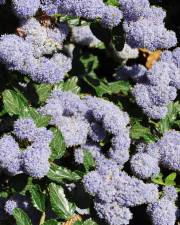 Fotografia da espécie Ceanothus thyrsiflorus