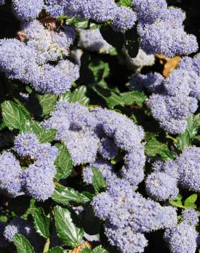 Fotografia 1 da espécie Ceanothus thyrsiflorus var. repens no Jardim Botânico UTAD