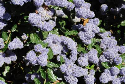 Fotografia da espécie Ceanothus thyrsiflorus var. repens