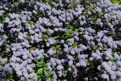 Fotografia da espécie Ceanothus thyrsiflorus var. repens