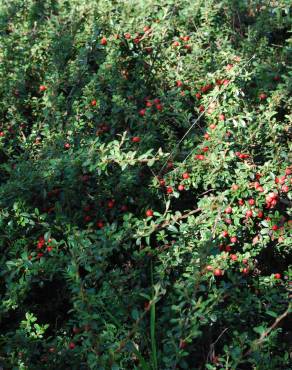 Fotografia 1 da espécie Cotoneaster conspicuus no Jardim Botânico UTAD