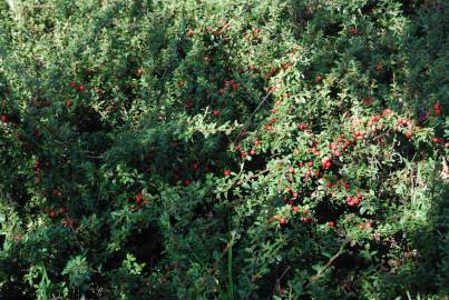 Fotografia da espécie Cotoneaster conspicuus