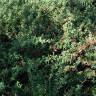 Fotografia 1 da espécie Cotoneaster conspicuus do Jardim Botânico UTAD