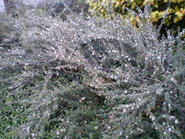 Fotografia da espécie Cotoneaster horizontalis