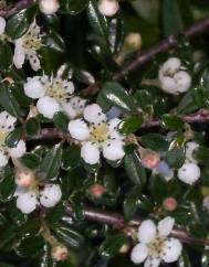 Cotoneaster horizontalis