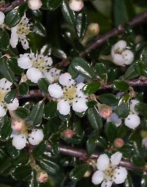 Fotografia 1 da espécie Cotoneaster horizontalis no Jardim Botânico UTAD