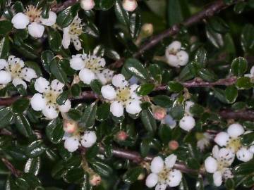 Fotografia da espécie Cotoneaster horizontalis