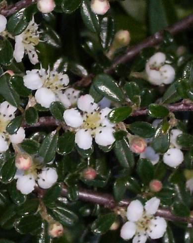 Fotografia de capa Cotoneaster horizontalis - do Jardim Botânico