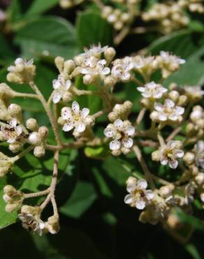 Fotografia 3 da espécie Cotoneaster coriaceus no Jardim Botânico UTAD