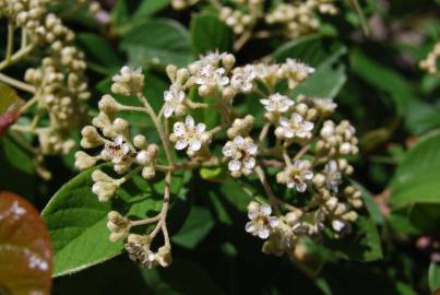 Fotografia da espécie Cotoneaster coriaceus