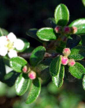 Fotografia 3 da espécie Cotoneaster microphyllus no Jardim Botânico UTAD