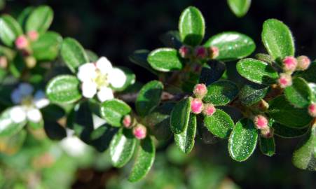 Fotografia da espécie Cotoneaster microphyllus