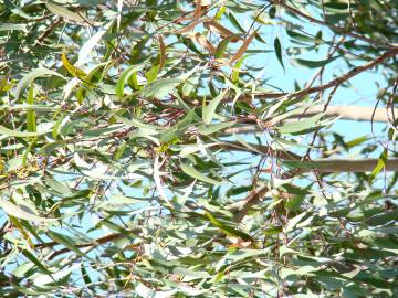 Fotografia da espécie Corymbia citriodora