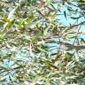 Fotografia 2 da espécie Eucalyptus citriodora do Jardim Botânico UTAD