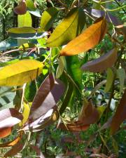 Fotografia da espécie Corymbia citriodora