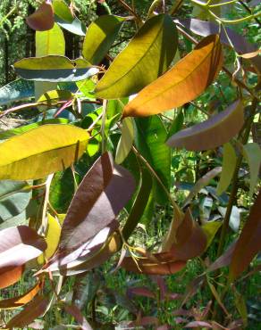 Fotografia 1 da espécie Corymbia citriodora no Jardim Botânico UTAD