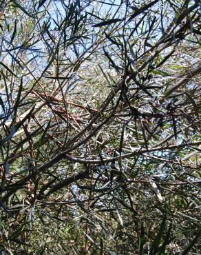 Fotografia 2 da espécie Eucalyptus nicholii no Jardim Botânico UTAD