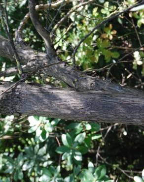 Fotografia 1 da espécie Eucalyptus nicholii no Jardim Botânico UTAD