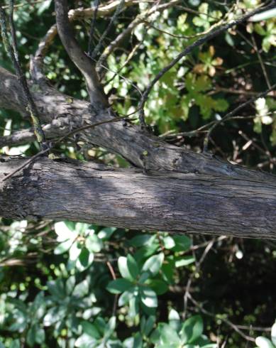 Fotografia de capa Eucalyptus nicholii - do Jardim Botânico