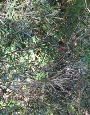 Fotografia 3 da espécie Eucalyptus nicholii no Jardim Botânico UTAD