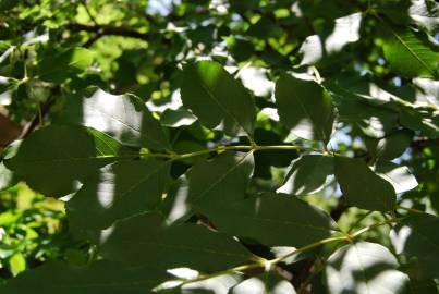 Fotografia da espécie Fraxinus excelsior