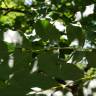 Fotografia 3 da espécie Fraxinus excelsior do Jardim Botânico UTAD