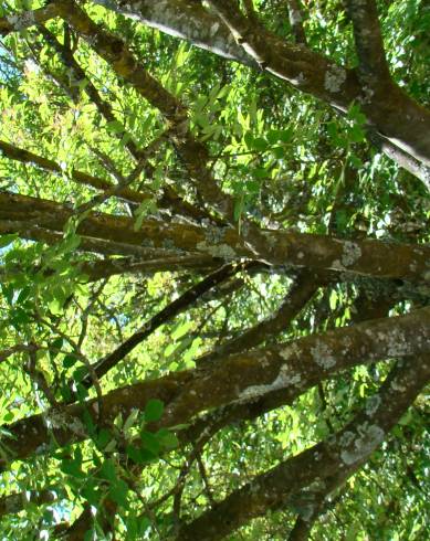 Fotografia de capa Fraxinus ornus - do Jardim Botânico