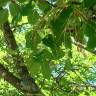 Fotografia 2 da espécie Fraxinus ornus do Jardim Botânico UTAD