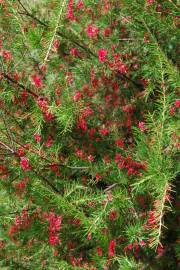 Fotografia da espécie Grevillea juniperina