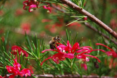 Fotografia da espécie Grevillea juniperina