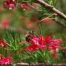 Fotografia 3 da espécie Grevillea juniperina do Jardim Botânico UTAD