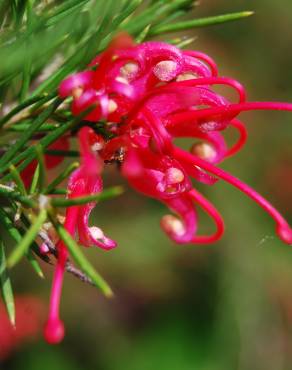 Fotografia 4 da espécie Grevillea juniperina no Jardim Botânico UTAD