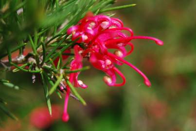 Fotografia da espécie Grevillea juniperina