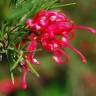 Fotografia 4 da espécie Grevillea juniperina do Jardim Botânico UTAD