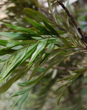 Fotografia 3 da espécie Grevillea robusta no Jardim Botânico UTAD