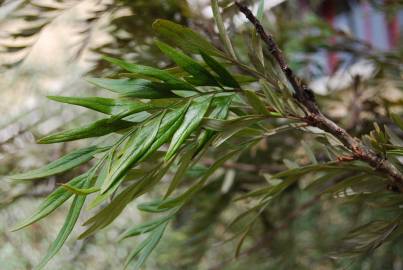 Fotografia da espécie Grevillea robusta