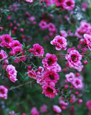 Fotografia 4 da espécie Leptospermum scoparium no Jardim Botânico UTAD