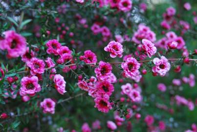 Fotografia da espécie Leptospermum scoparium