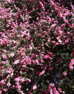 Fotografia 5 da espécie Leptospermum scoparium no Jardim Botânico UTAD