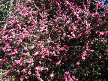 Fotografia da espécie Leptospermum scoparium