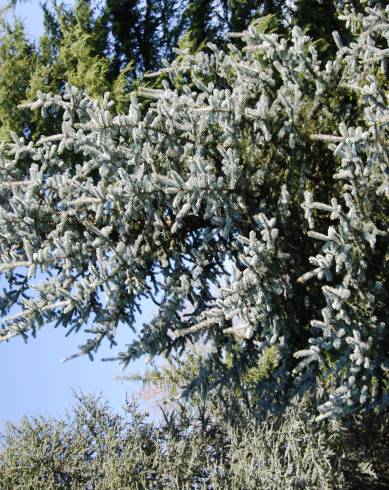 Fotografia de capa Picea glauca - do Jardim Botânico