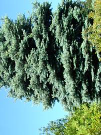 Fotografia da espécie Picea pungens var. koster