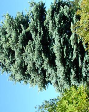 Fotografia 1 da espécie Picea pungens var. koster no Jardim Botânico UTAD