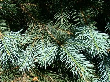 Fotografia da espécie Picea pungens var. koster