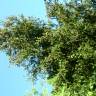 Fotografia 2 da espécie Picea sitchensis do Jardim Botânico UTAD