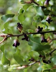 Pittosporum tenuifolium