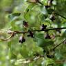 Fotografia 1 da espécie Pittosporum tenuifolium do Jardim Botânico UTAD