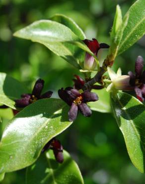 Fotografia 3 da espécie Pittosporum tenuifolium no Jardim Botânico UTAD