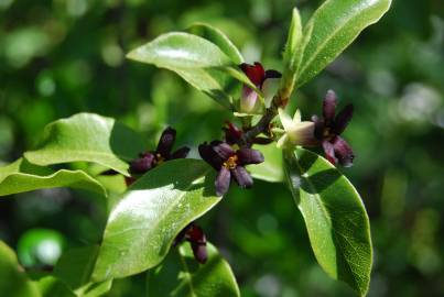 Fotografia da espécie Pittosporum tenuifolium